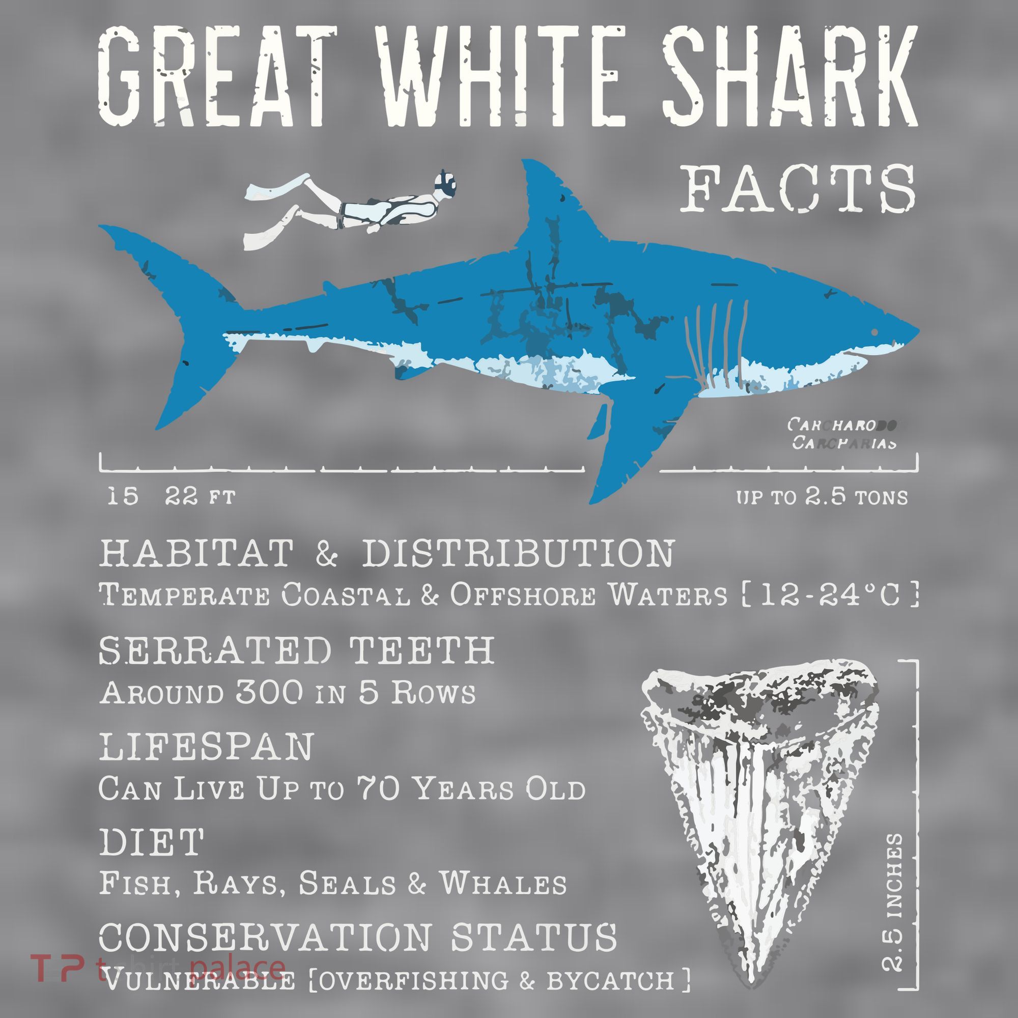 Great White Shark Facts Educational Shark Lover Sharks Tooth Women's Racerback Cropped Tank