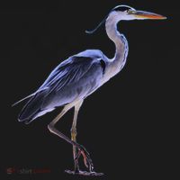 Heron Blue Heron Water Bird Apron thumb 3