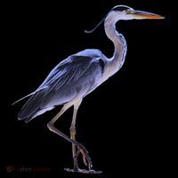 Heron Blue Heron Water Bird Coaster thumb 2