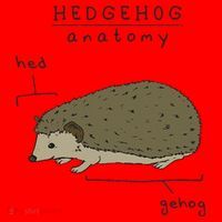 Hedgehog cute Hedgehogs Santa Hat thumb 1