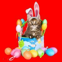 Happy Easter Cute Bunny Cat Eggs Basket Maine Coon Kitten Santa Hat thumb 1