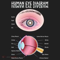 Human Eye Diagram Women's Sweatshirt thumb 2