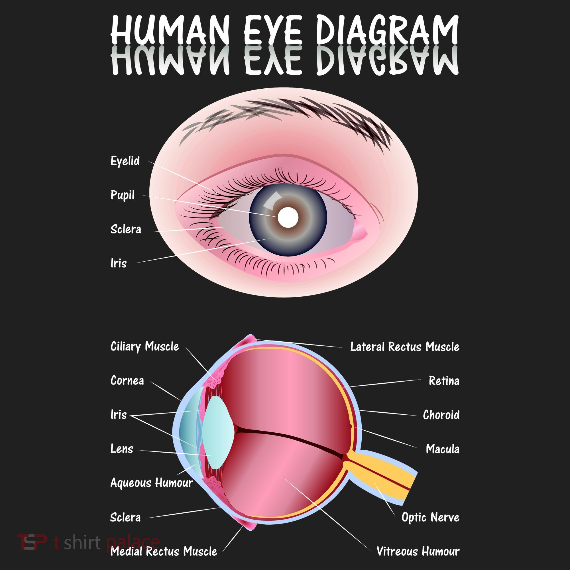 Human Eye Diagram Women's Sweatshirt