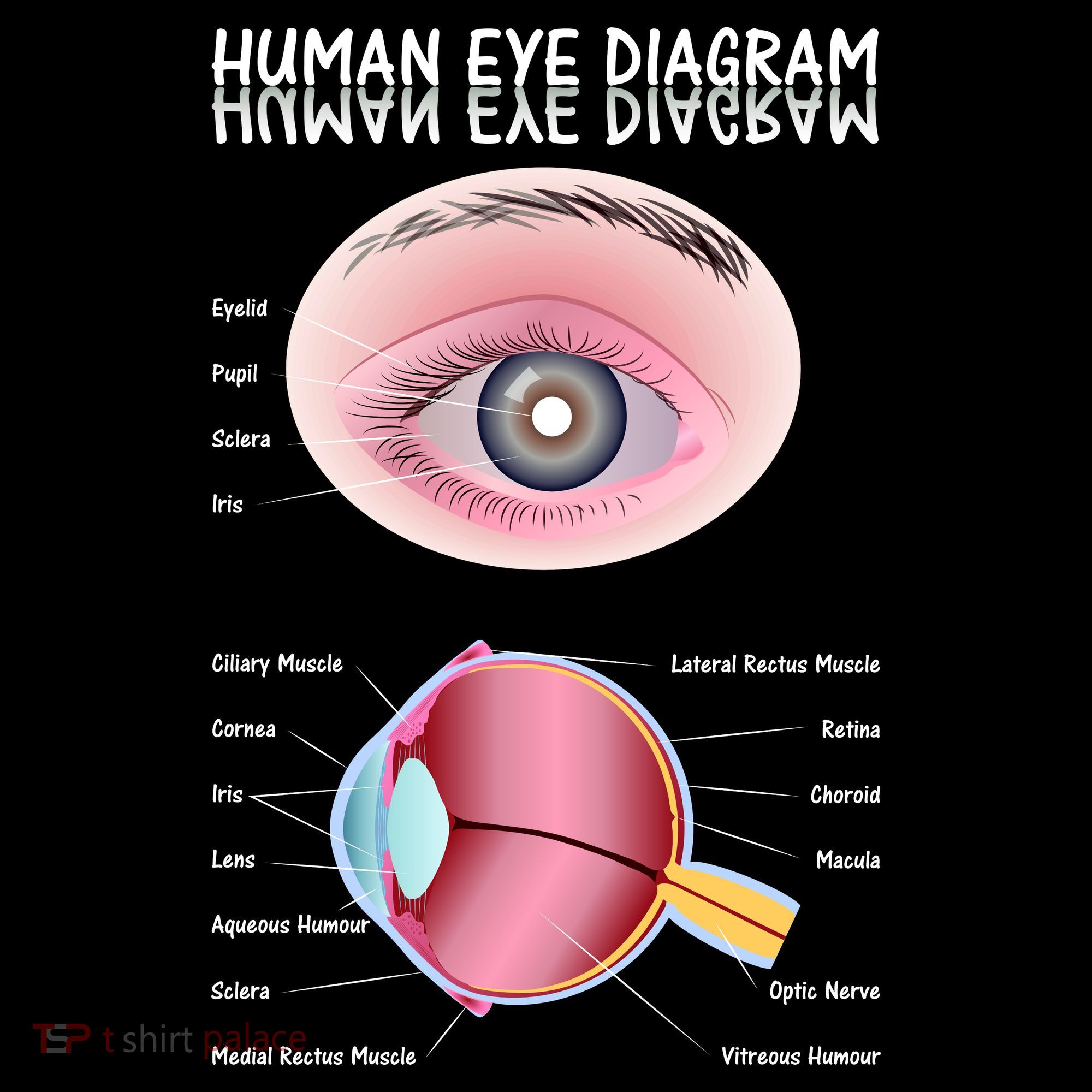 Human Eye Diagram Coaster