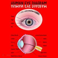 Human Eye Diagram Santa Hat thumb 1