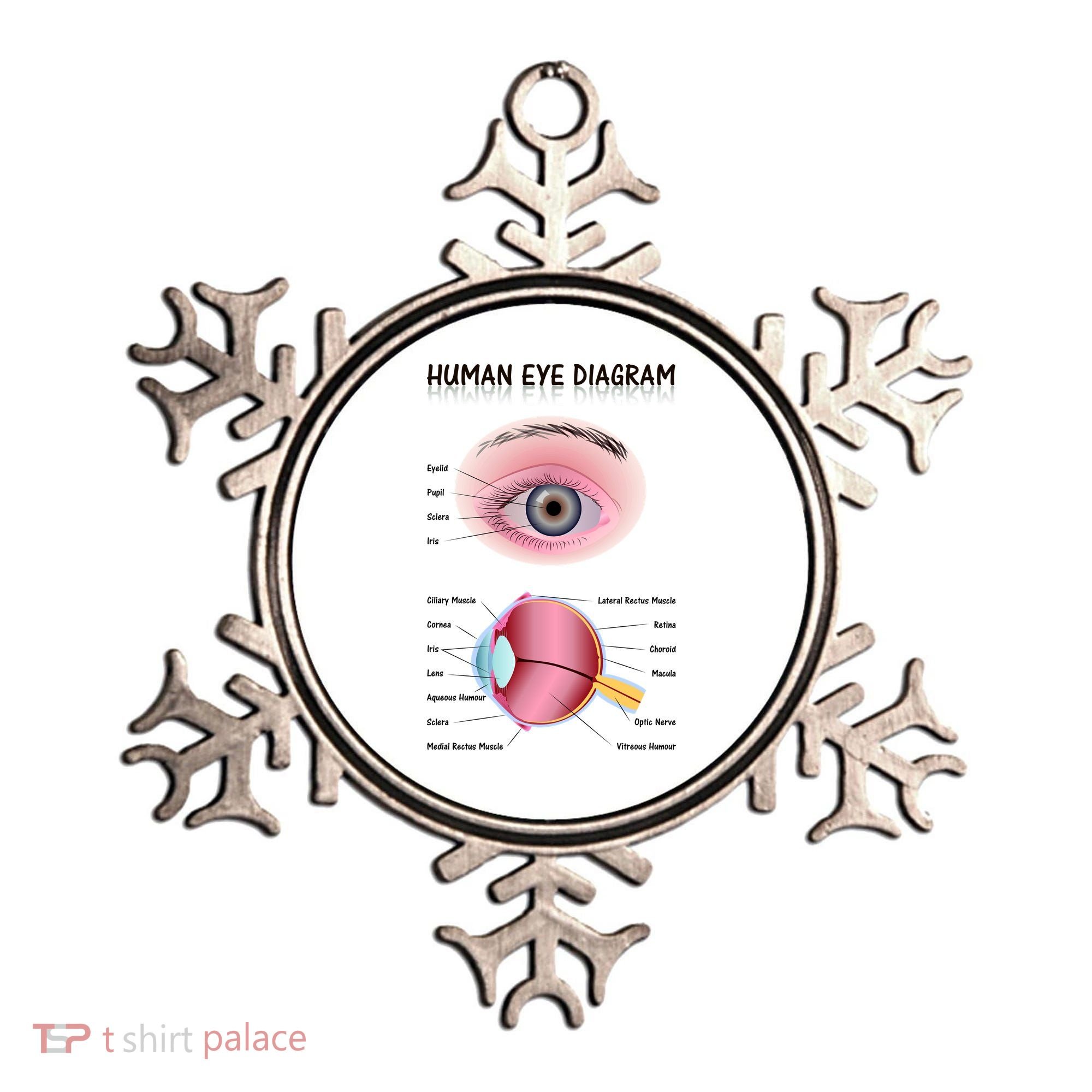Human Eye Diagram Ornament