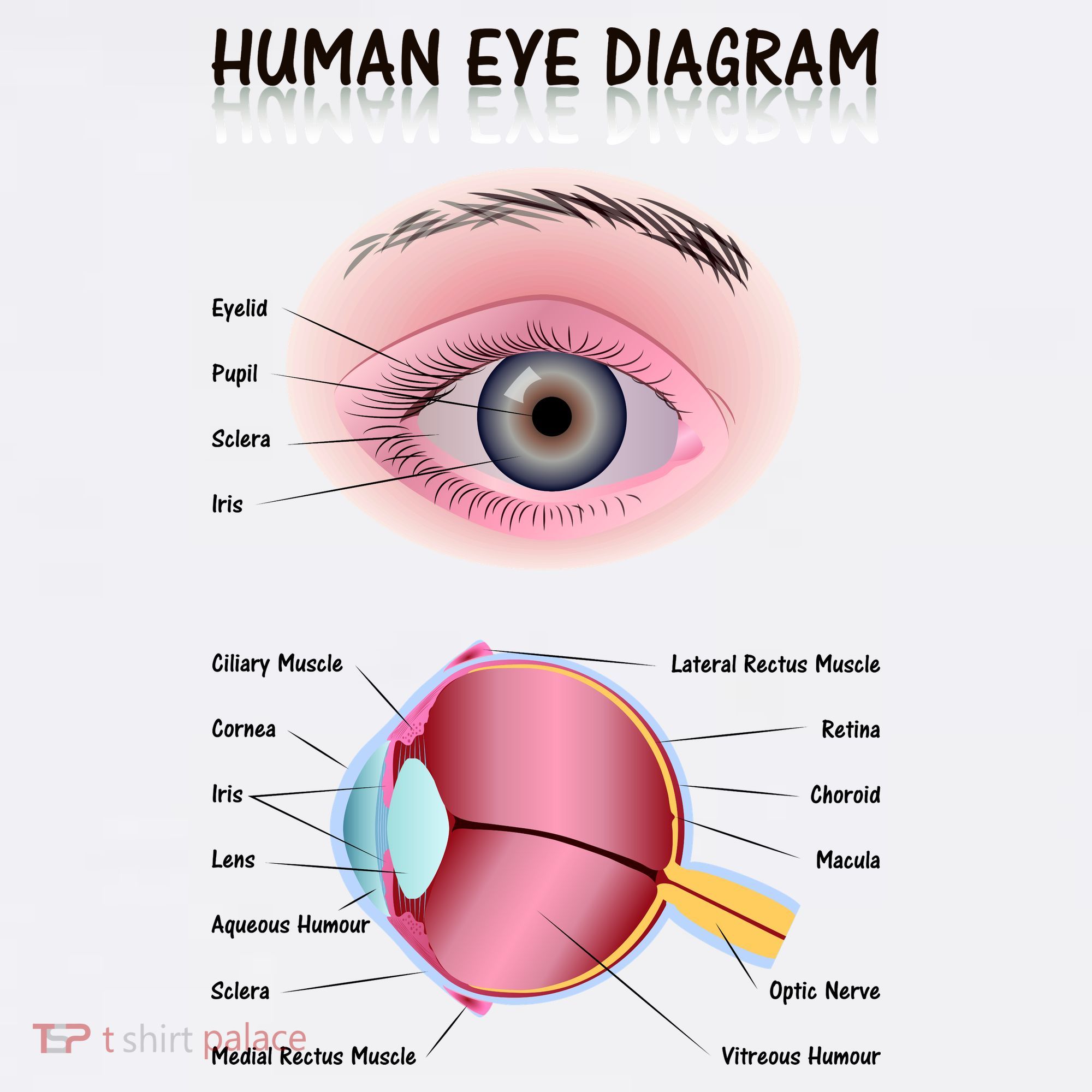 Human Eye Diagram Women's Tank Top