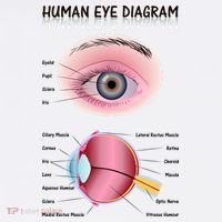 Human Eye Diagram Tank Top thumb 6