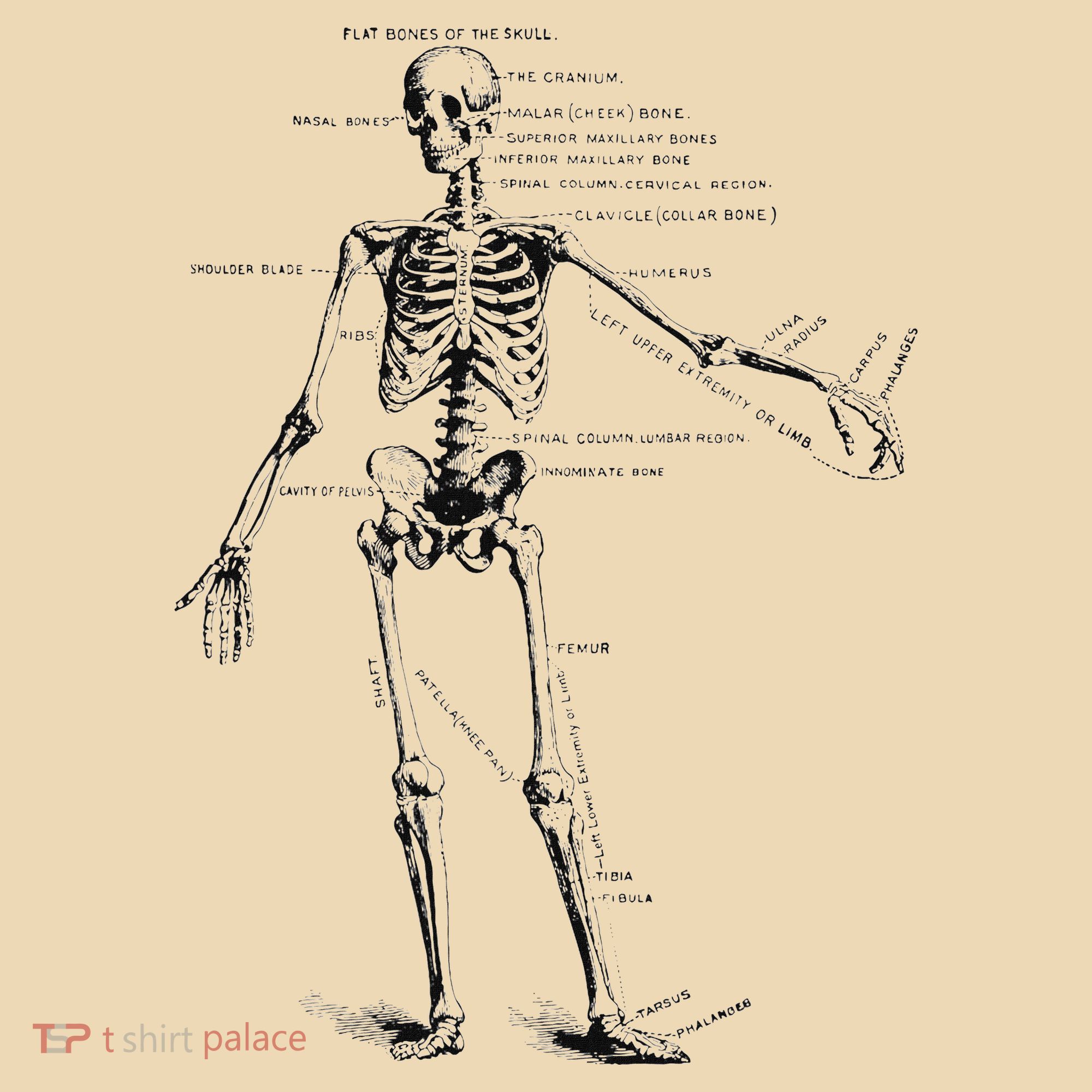 Human Skeleton Anatomy Drawing Diagram Tote Bag