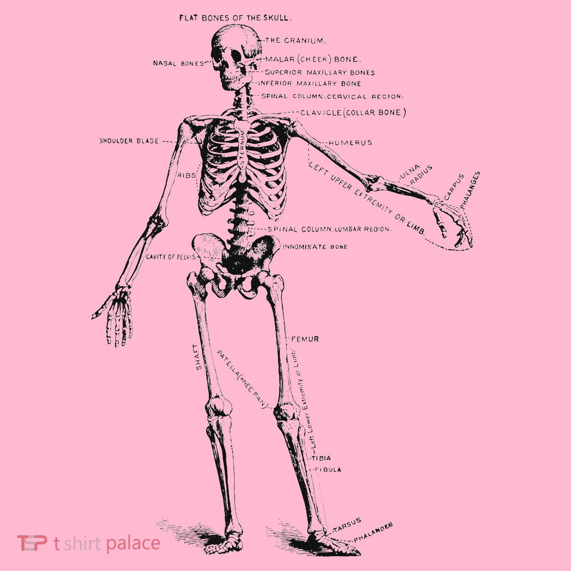 Human Skeleton Anatomy Drawing Diagram Baby Long Sleeve Bodysuit