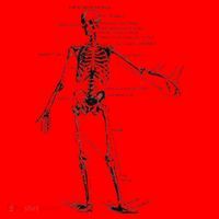 Human Skeleton Anatomy Drawing Diagram Santa Hat thumb 1