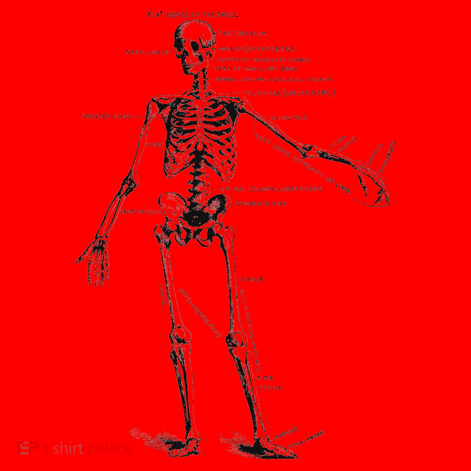 Human Skeleton Anatomy Drawing Diagram Santa Hat