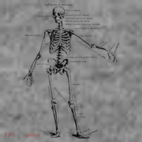 Human Skeleton Anatomy Drawing Diagram Toddler Hoodie thumb 2