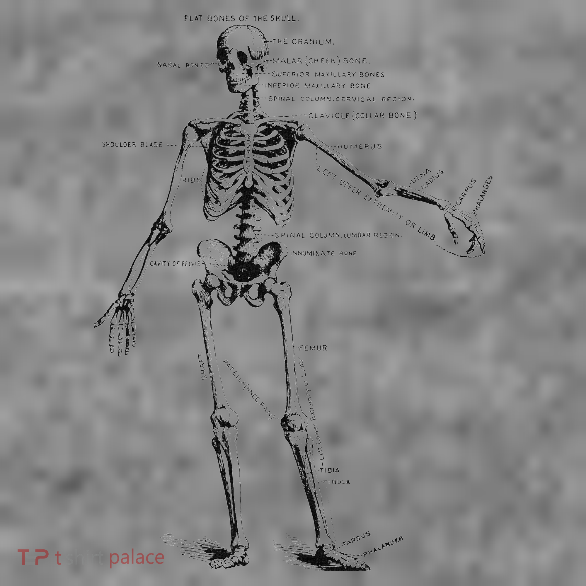 Human Skeleton Anatomy Drawing Diagram Toddler Hoodie