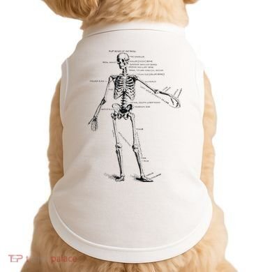 Human Skeleton Anatomy Drawing Diagram Doggie Tank
