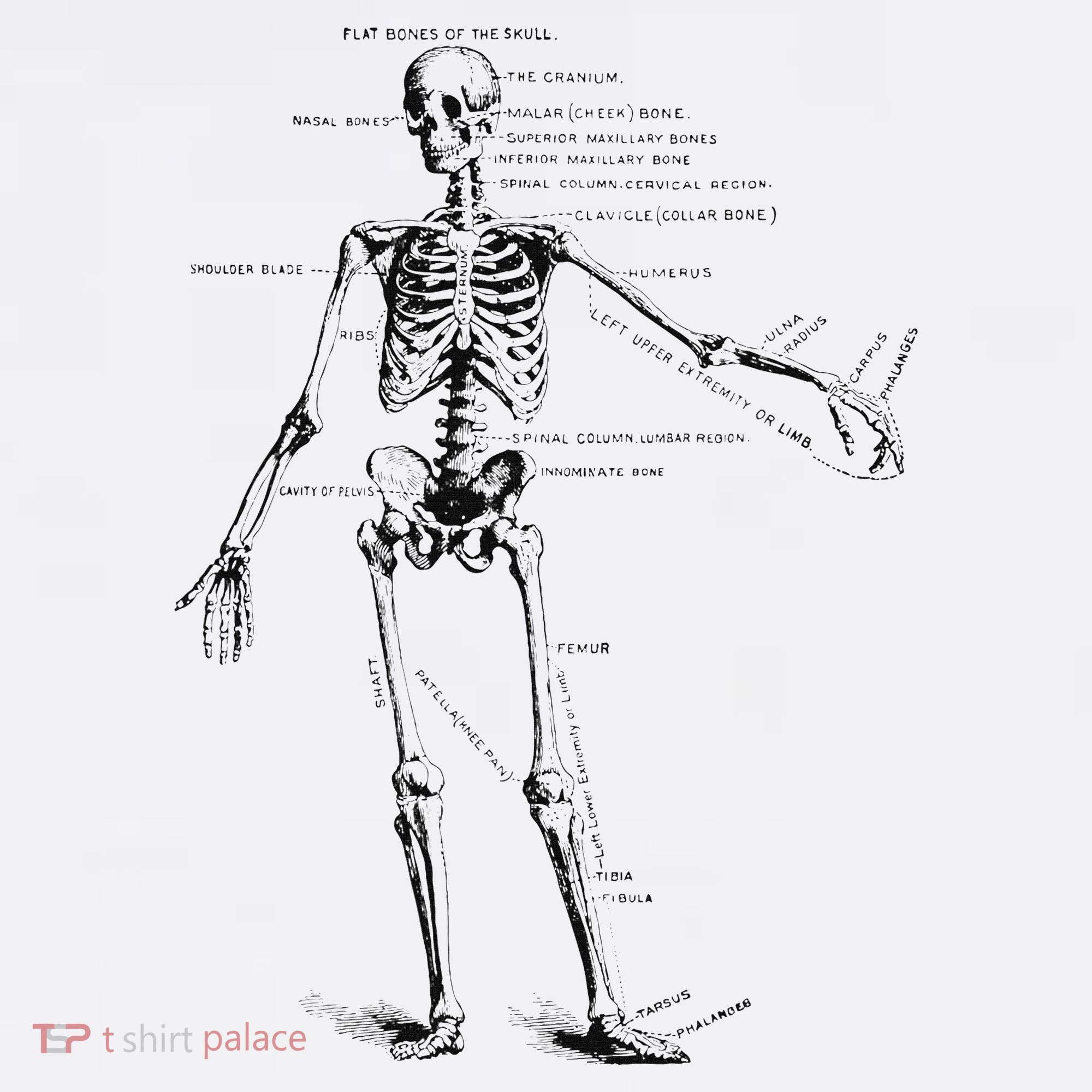 Human Skeleton Anatomy Drawing Diagram Visor