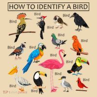 How To Identify A Bird Birds Lover Nature Birdwatcher Tote Bag thumb 4