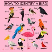 How To Identify A Bird Birds Lover Nature Birdwatcher Coaster thumb 2