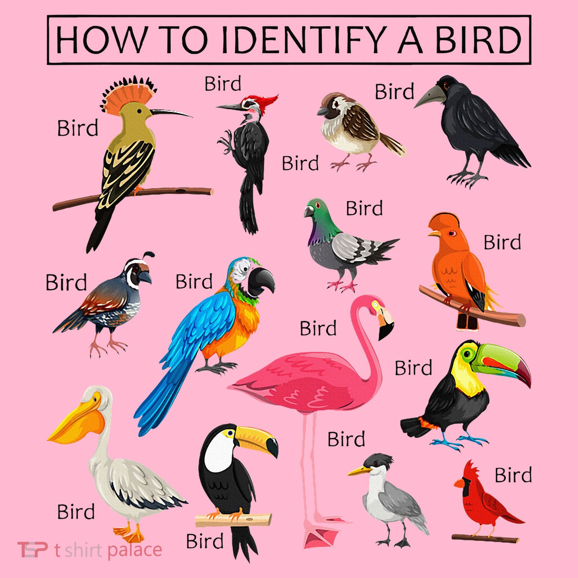 How To Identify A Bird Birds Lover Nature Birdwatcher Coaster