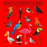 How To Identify A Bird Birds Lover Nature Birdwatcher Santa Hat thumb 1