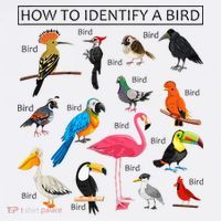 How To Identify A Bird Birds Lover Nature Birdwatcher Kids Sweatshirt thumb 2