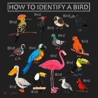 How To Identify A Bird Funny Birds Lover Nature Birdwatcher Beanie thumb 2