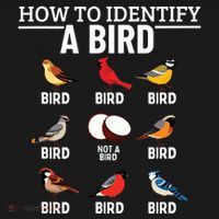 How To Identify A Bird Funny Bird Watching Coaster thumb 2