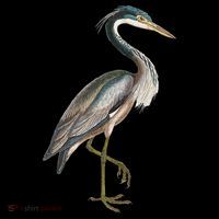Heron Water Bird Lover Blue Heron Coastal Birds Coffee Mug thumb 5