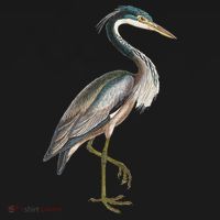 Heron Water Bird Lover Blue Heron Coastal Birds Women's Tank Top thumb 5