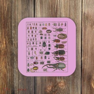 Insects Collection Species Bugs Vintage Chart Entomology Coaster