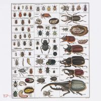 Insects Collection Species Bugs Vintage Chart Entomology T-Shirt thumb 7