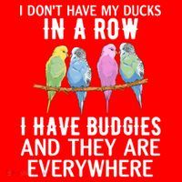 I Dont Have My Ducks In A Row Budgie Lover Parakeet Bird Gift Santa Hat thumb 1