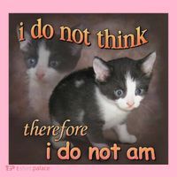 I Do Not Think Therefore I Do Not Am Cat Meme Coaster thumb 2