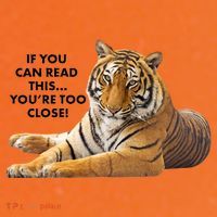 If You Can Read This You're Too Close Funny Tiger Coffee Mug thumb 5