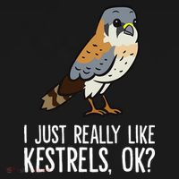 I Just Really Like Kestrels Ok Cute Kestrel Bird Women's Hoodie thumb 2