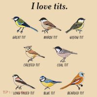 I Love Tits Birdwatching Bird Lover Gift Tote Bag thumb 4