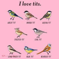 I Love Tits Birdwatching Bird Lover Gift Coaster thumb 2