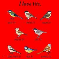 I Love Tits Birdwatching Bird Lover Gift Santa Hat thumb 1