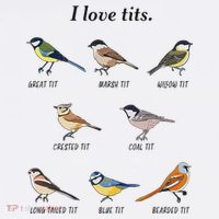 I Love Tits Birdwatching Bird Lover Gift Apron thumb 3