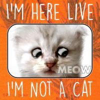 I'm Here Live I'm Not A Cat Zoom Lawyer Cat Meme Kati Licensed 12" Camo Cuffed Beanie thumb 2