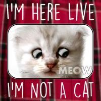 I'm Here Live I'm Not A Cat Zoom Lawyer Cat Meme Men's Flannel Plaid Pajama Pants thumb 2