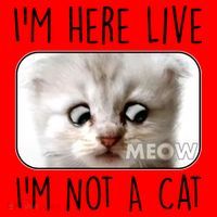 I'm Here Live I'm Not A Cat Zoom Lawyer Cat Meme Santa Hat thumb 1