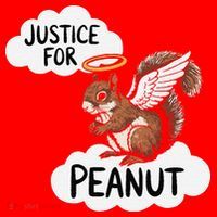 Justice For Peanut The Squirrel Santa Hat thumb 1