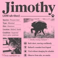 Jimothy Viral Backyard Raccoon Local Legend Coaster thumb 2