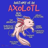 Kids Axolotl Gift Axolotl Stuff Anatomy Of An Axolotl T-Shirt thumb 7