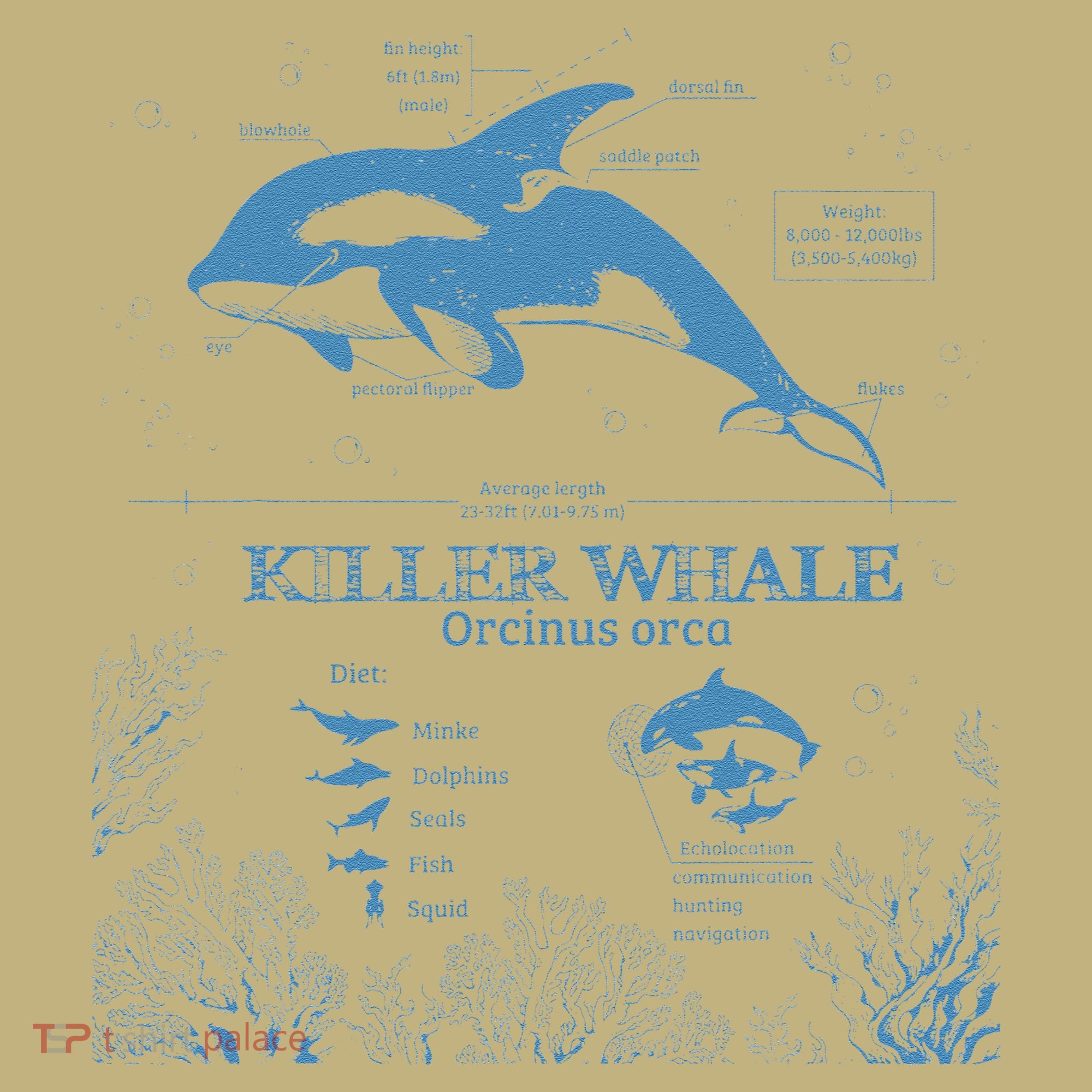 Killer Whale Anatomy Marine Biologist Animal Knowledge Fish Kids T-Shirt