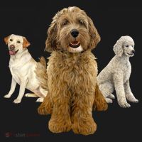 Labradoodle Trio Doggie Tank thumb 4