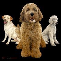 Labradoodle Trio Women's Long Sleeve Shirt thumb 2