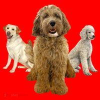 Labradoodle Trio Santa Hat thumb 1