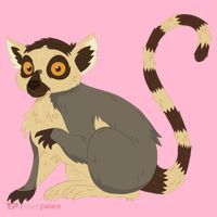 Lemur Animal Coaster thumb 2